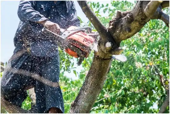 tree services Bowmansville
